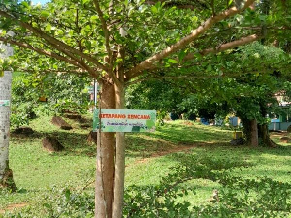 Pemasangan Papan Nama Pohon dan Tanaman di SMPN 2 Sijuk